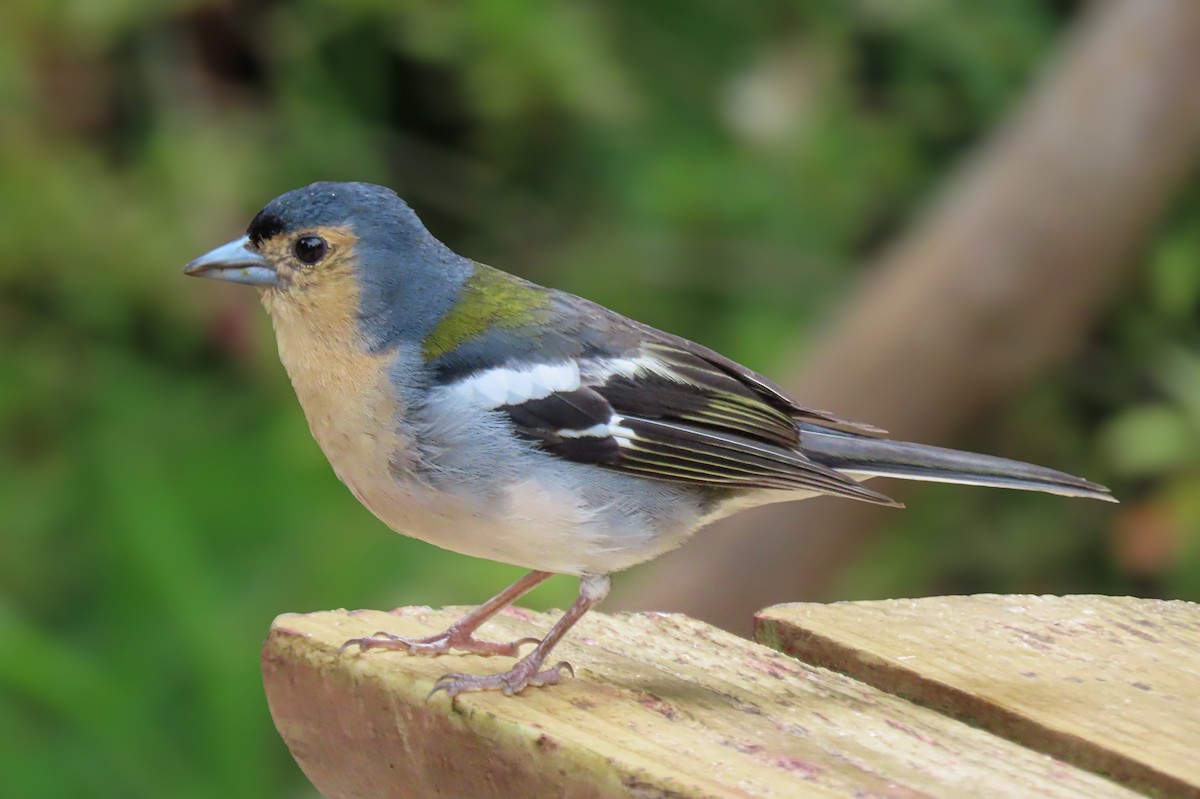 pěnkava madeirská - ML641513925