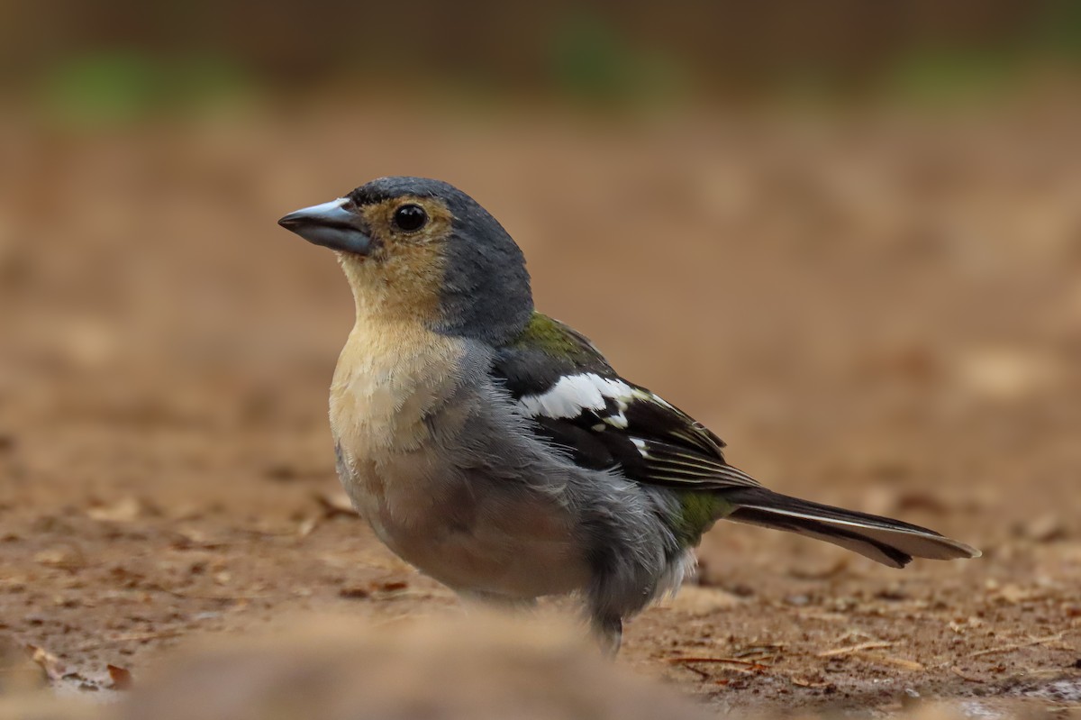 pěnkava madeirská - ML641513926