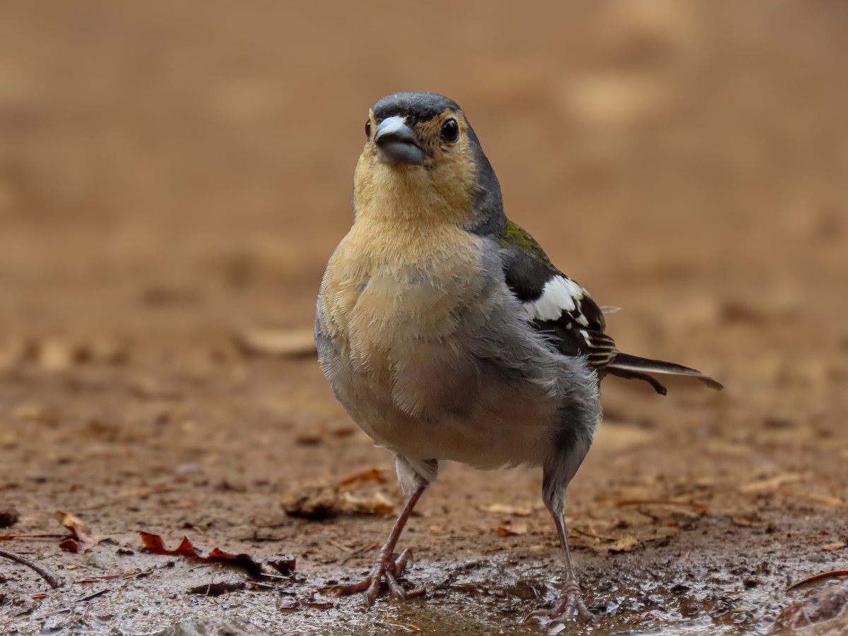 pěnkava madeirská - ML641513927