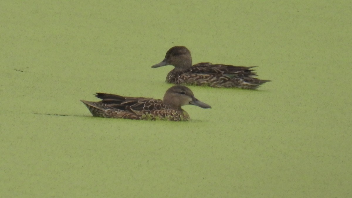 Blue-winged Teal - ML641513935