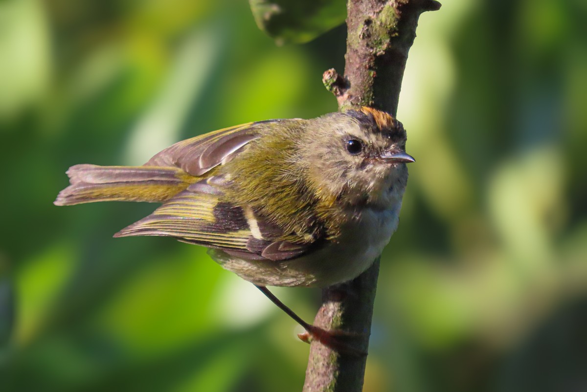 králíček madeirský - ML641513968