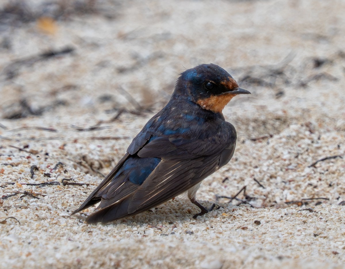 Barn Swallow - ML641513979