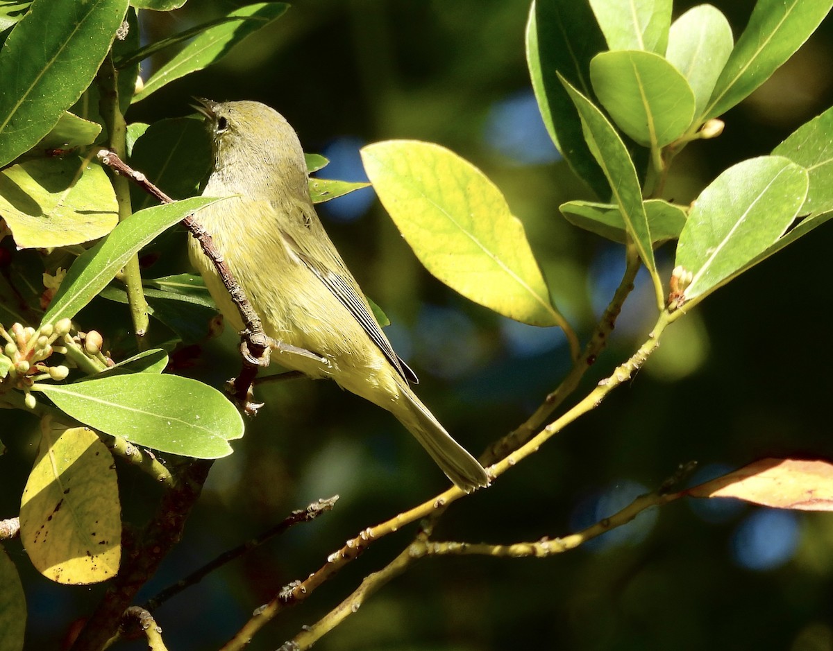 Orange-crowned Warbler - ML641514017