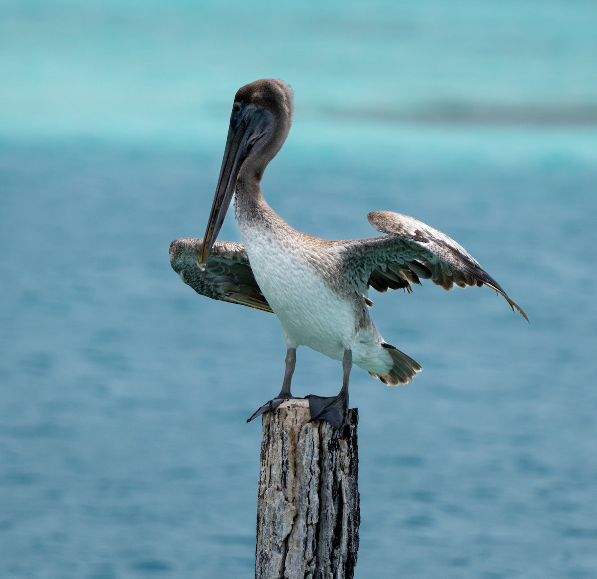 Brown Pelican - ML641514029