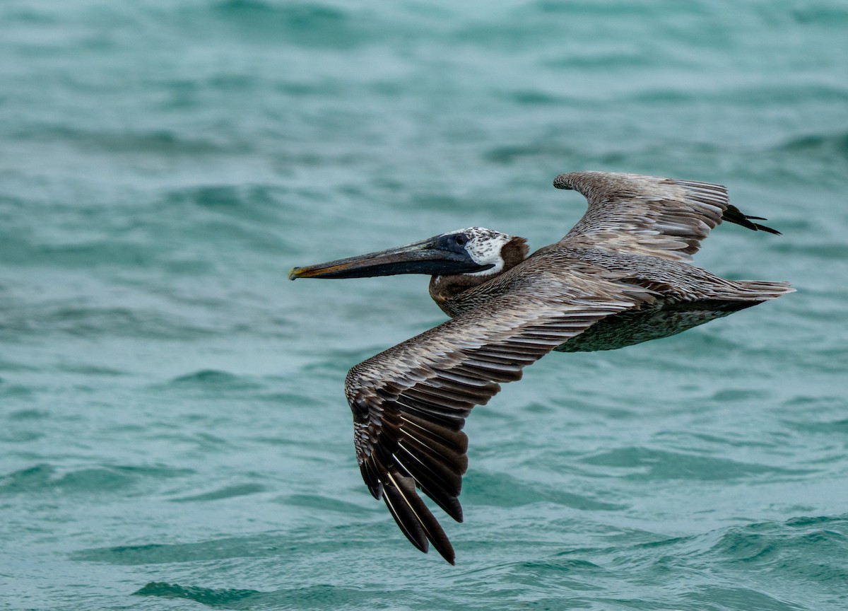 Brown Pelican - ML641514030