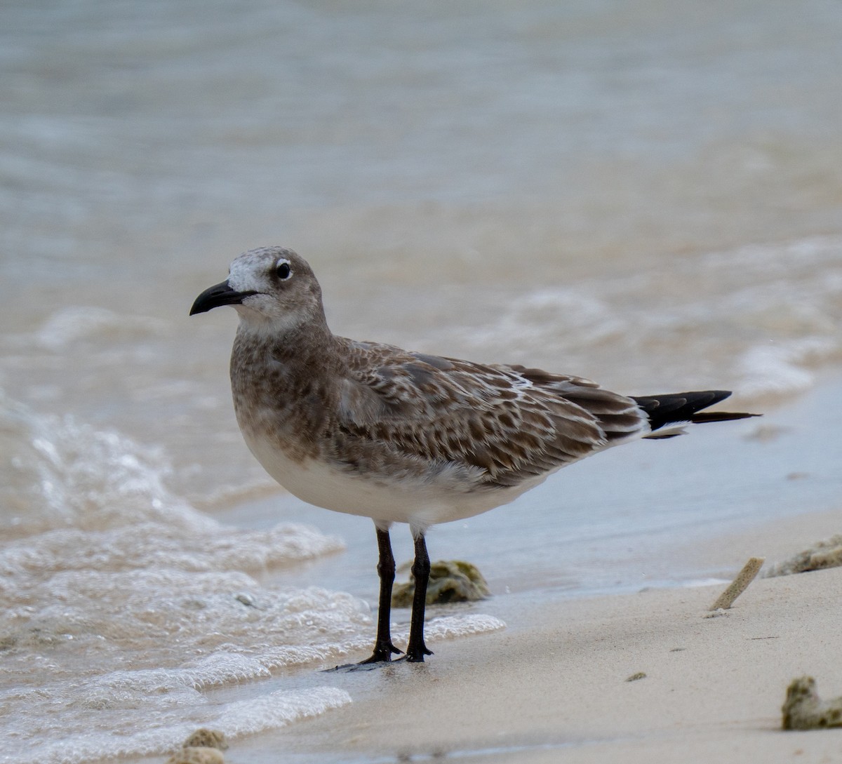 Laughing Gull - ML641514062