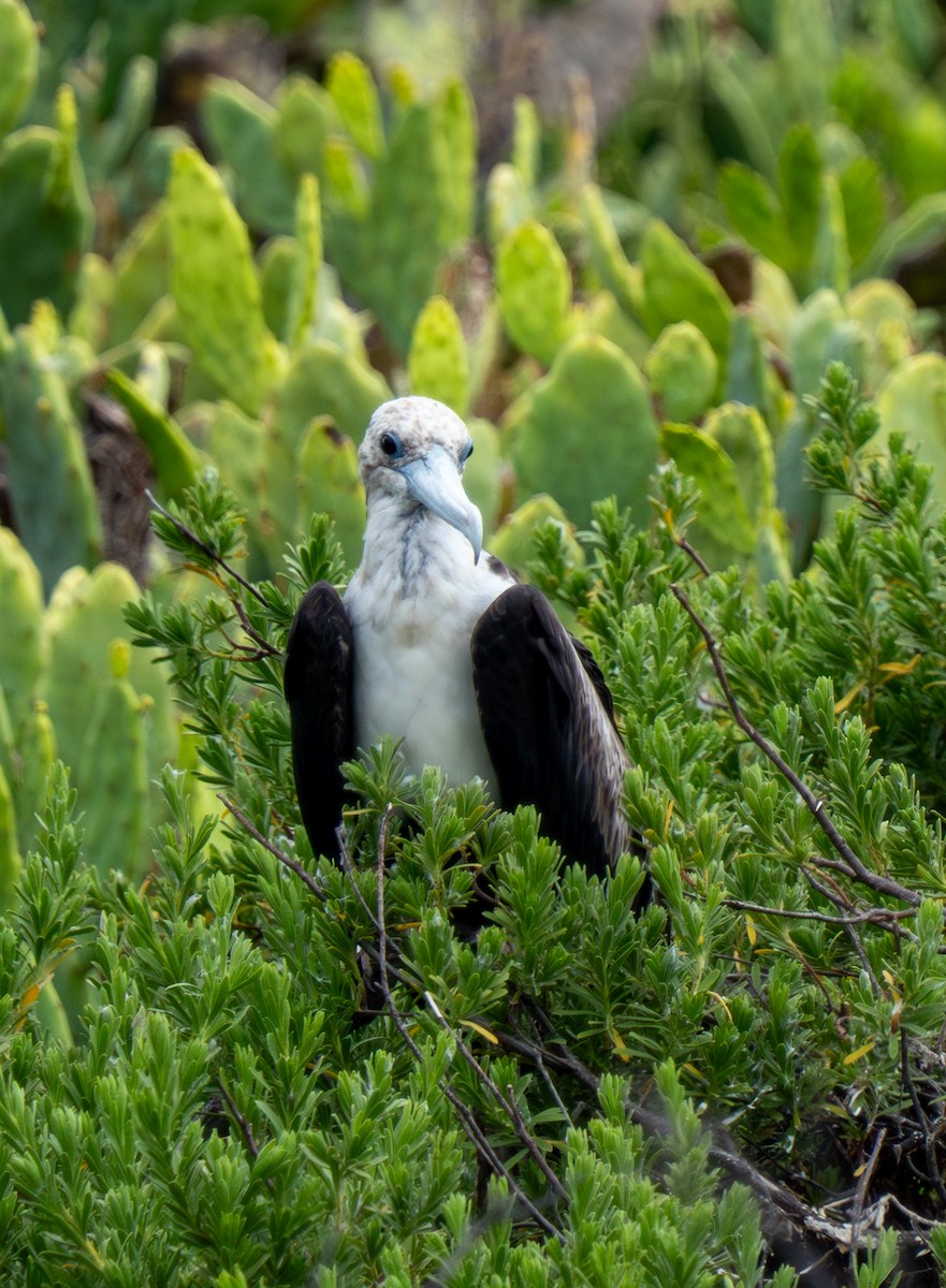 Magnificent Frigatebird - ML641514092