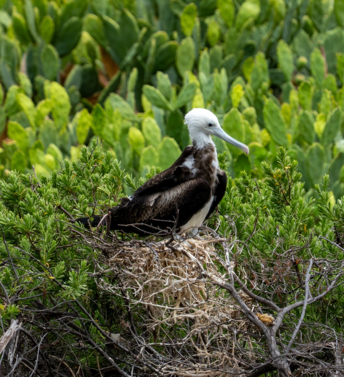 Magnificent Frigatebird - ML641514093