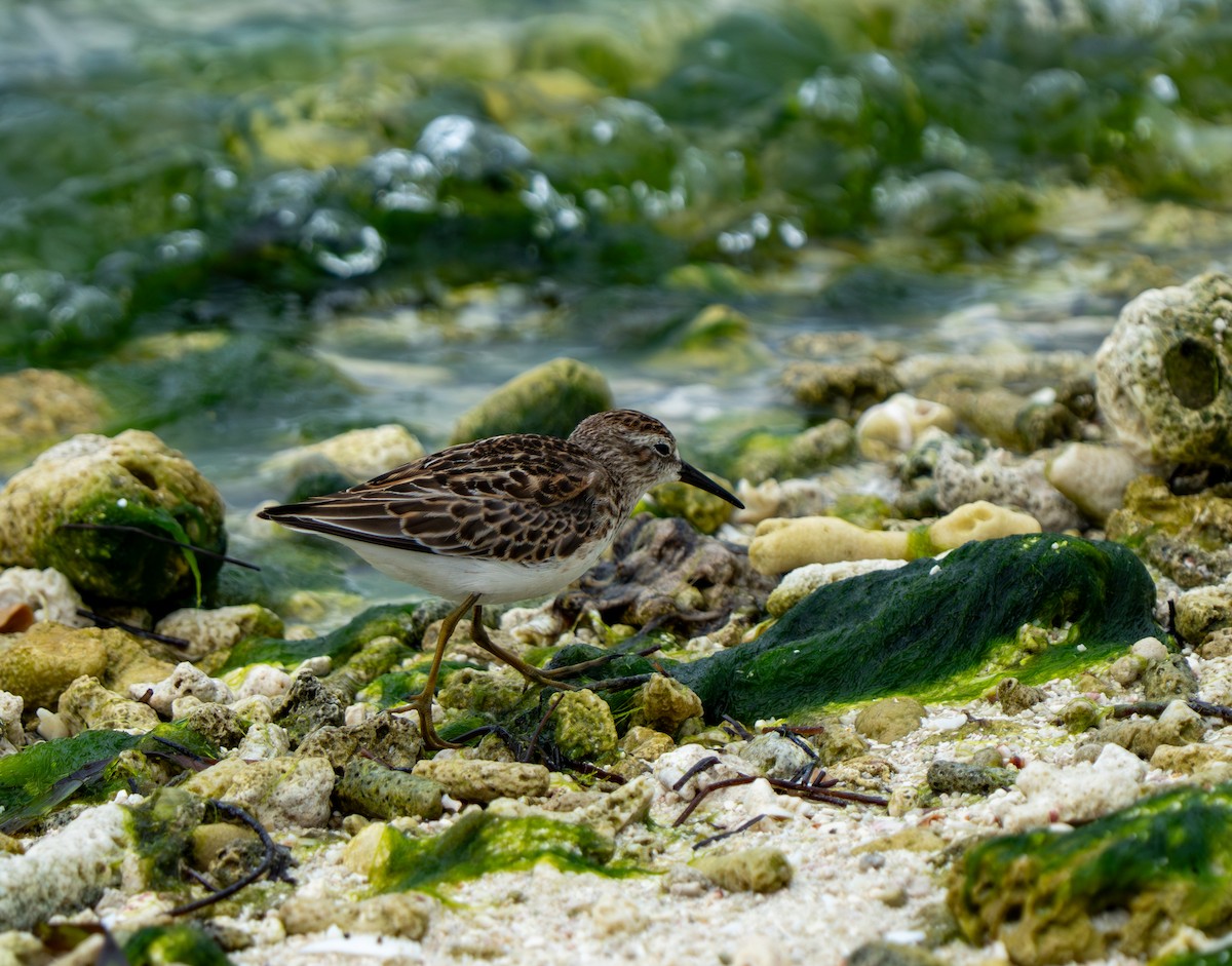 Least Sandpiper - ML641514094