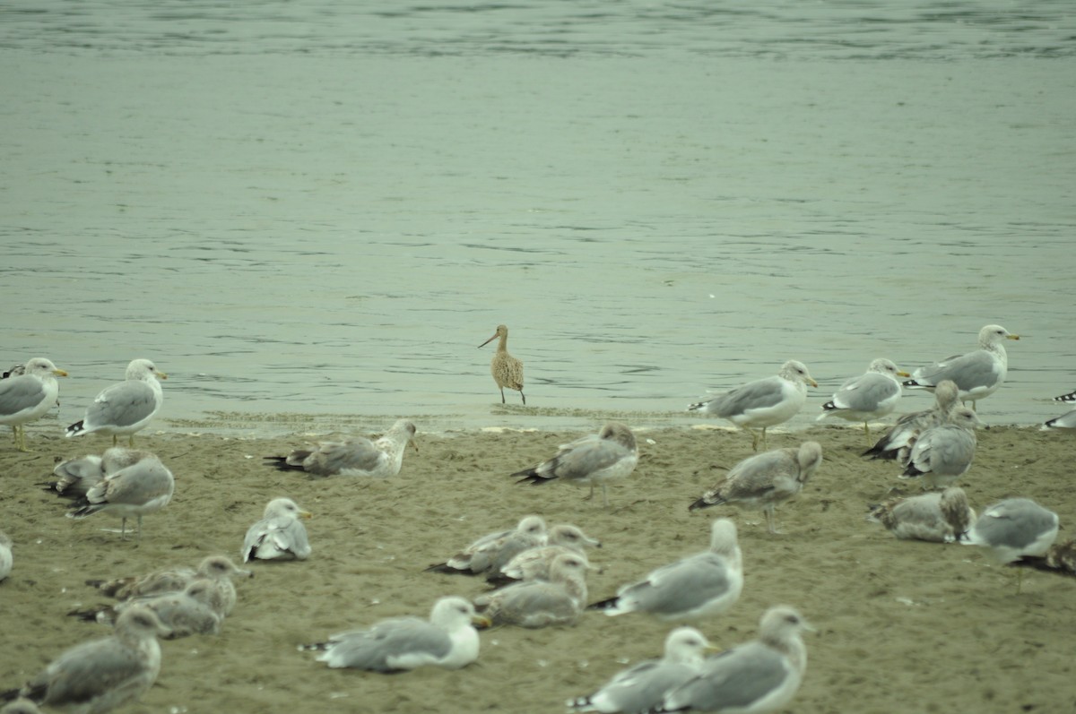 Marbled Godwit - ML641514145