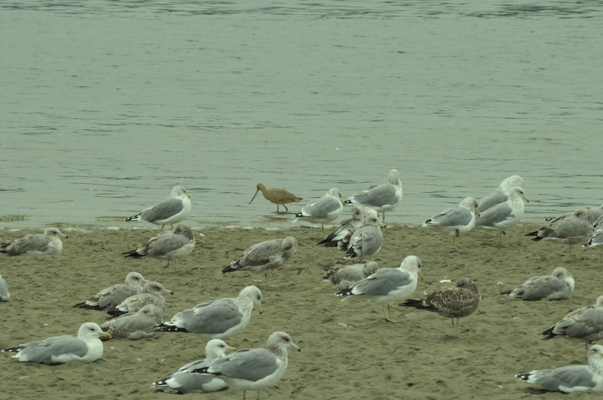 Marbled Godwit - ML641514148