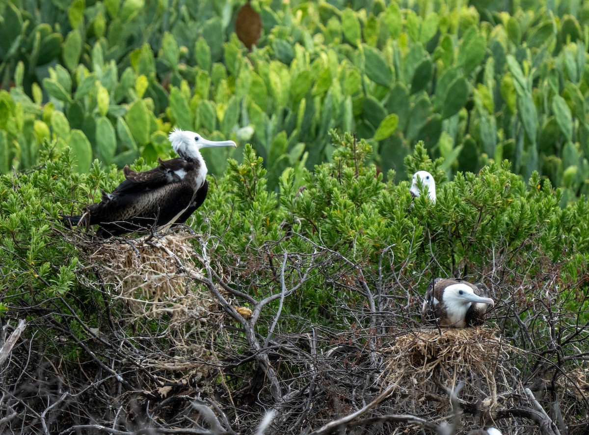 Magnificent Frigatebird - ML641514171