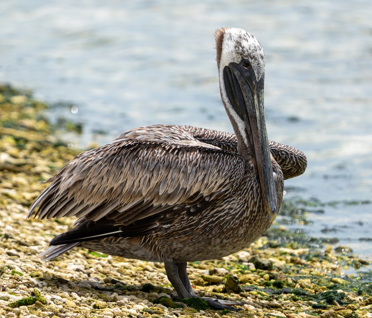 Brown Pelican - ML641514195