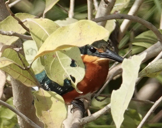 American Pygmy Kingfisher - ML641514200