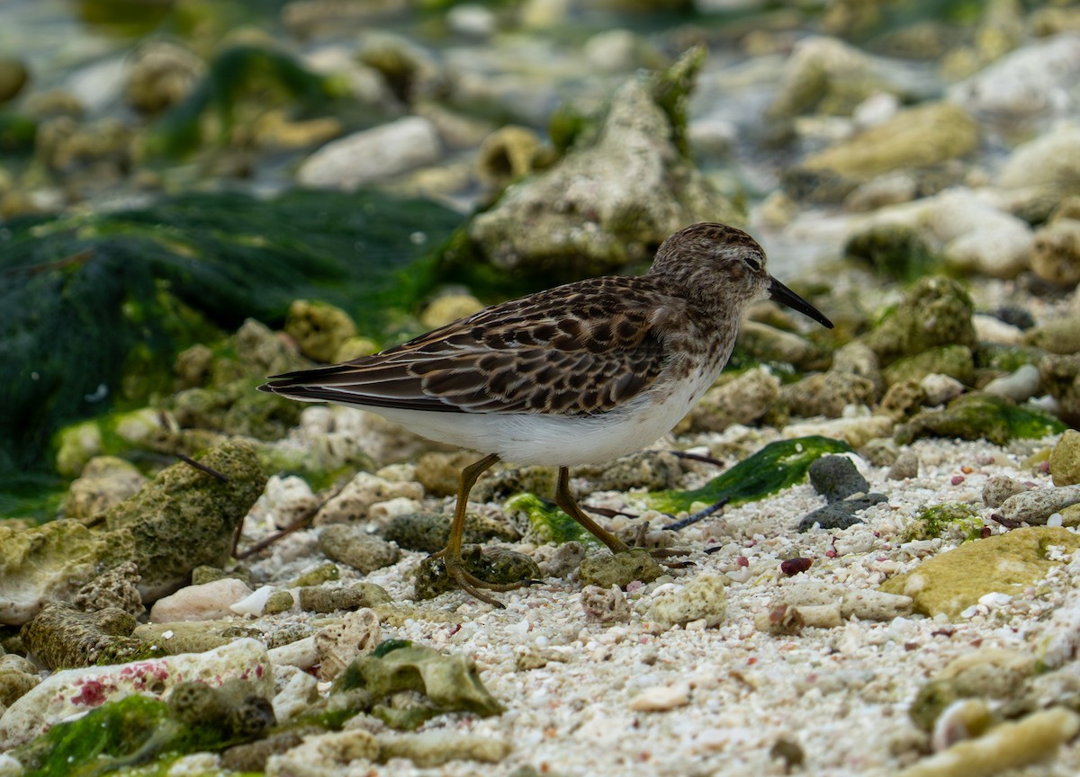 Least Sandpiper - ML641514205