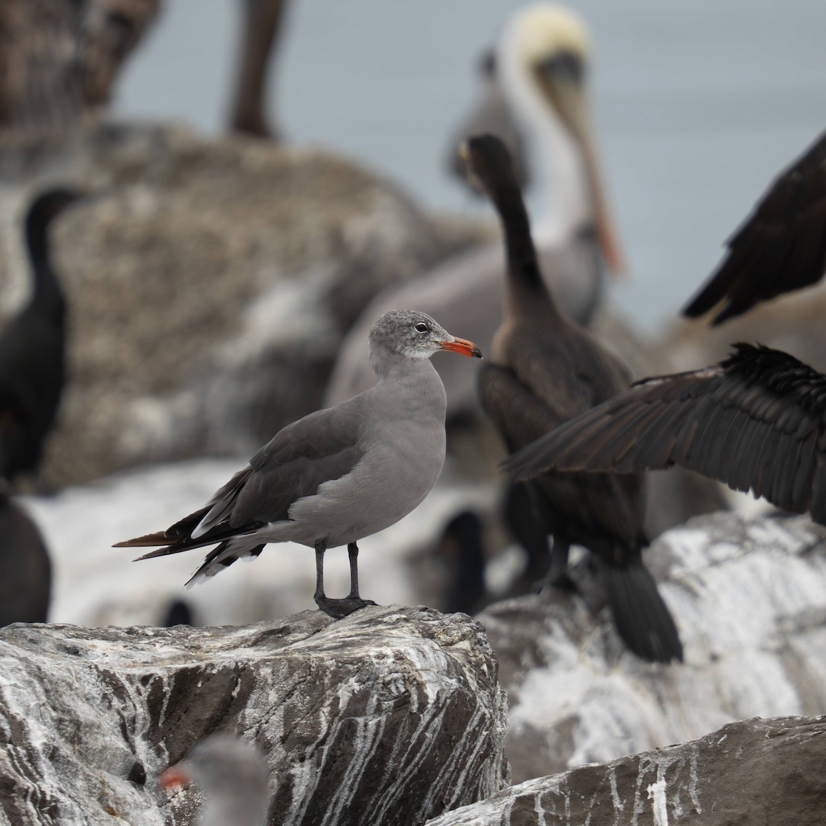 Heermann's Gull - ML641514212