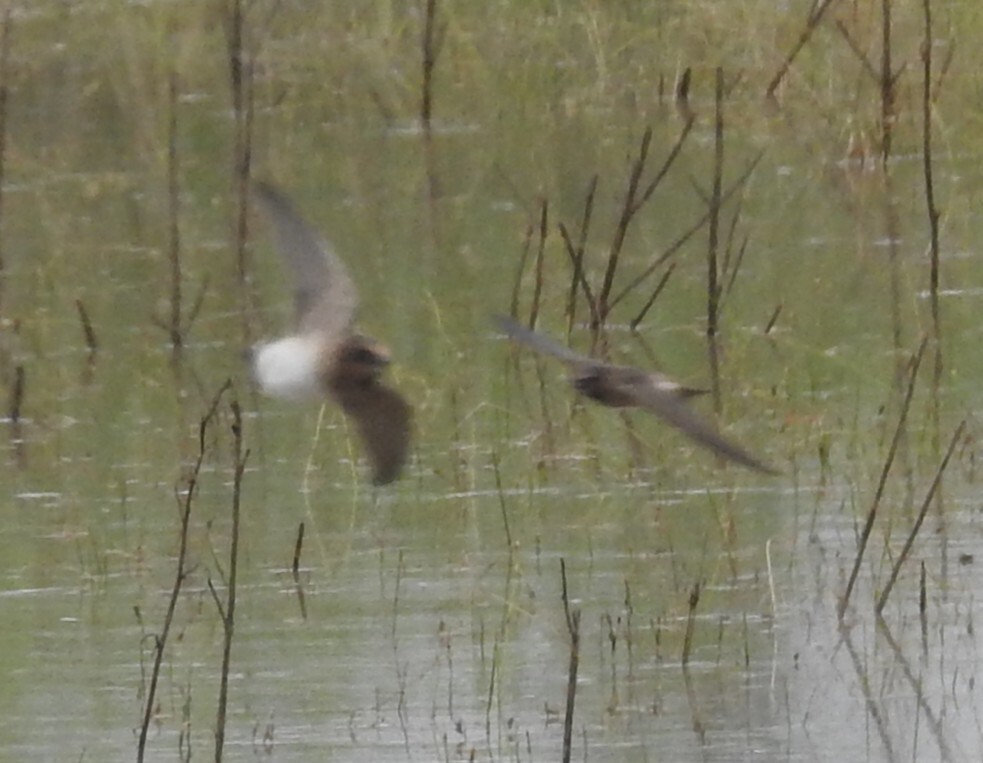 Cave Swallow - ML641514219