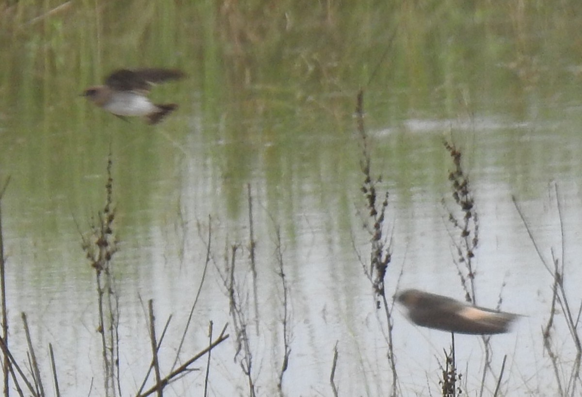 Cave Swallow - ML641514221