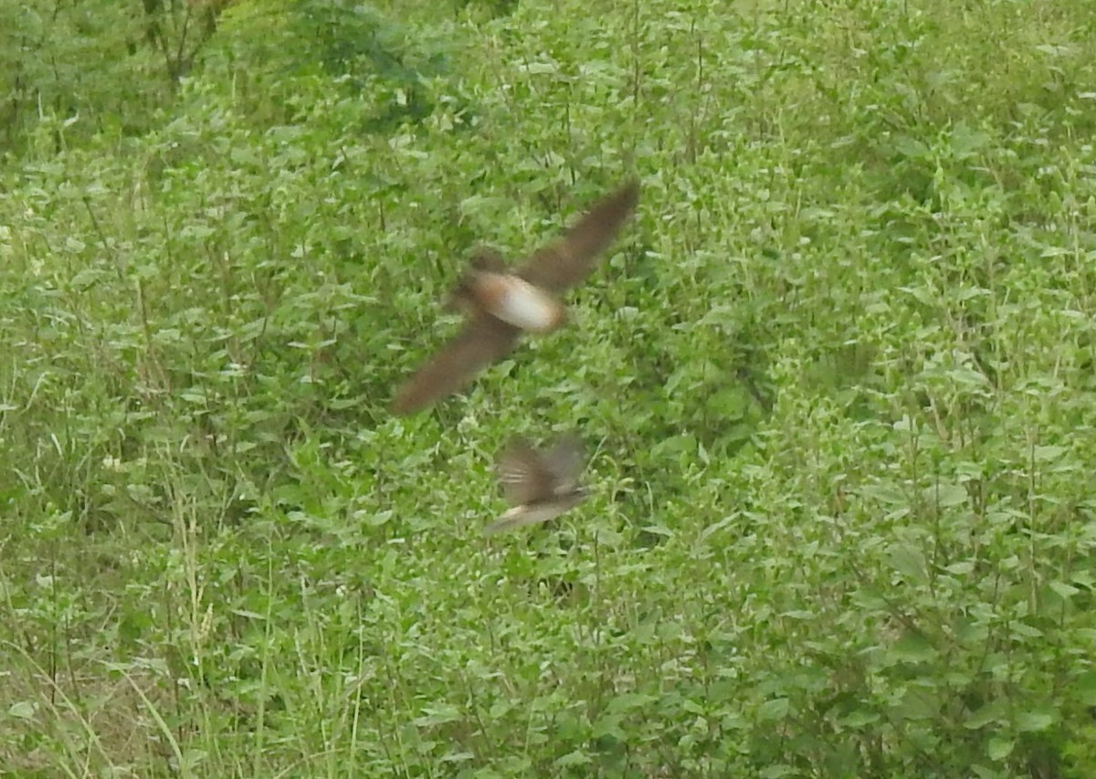 Cave Swallow - ML641514222