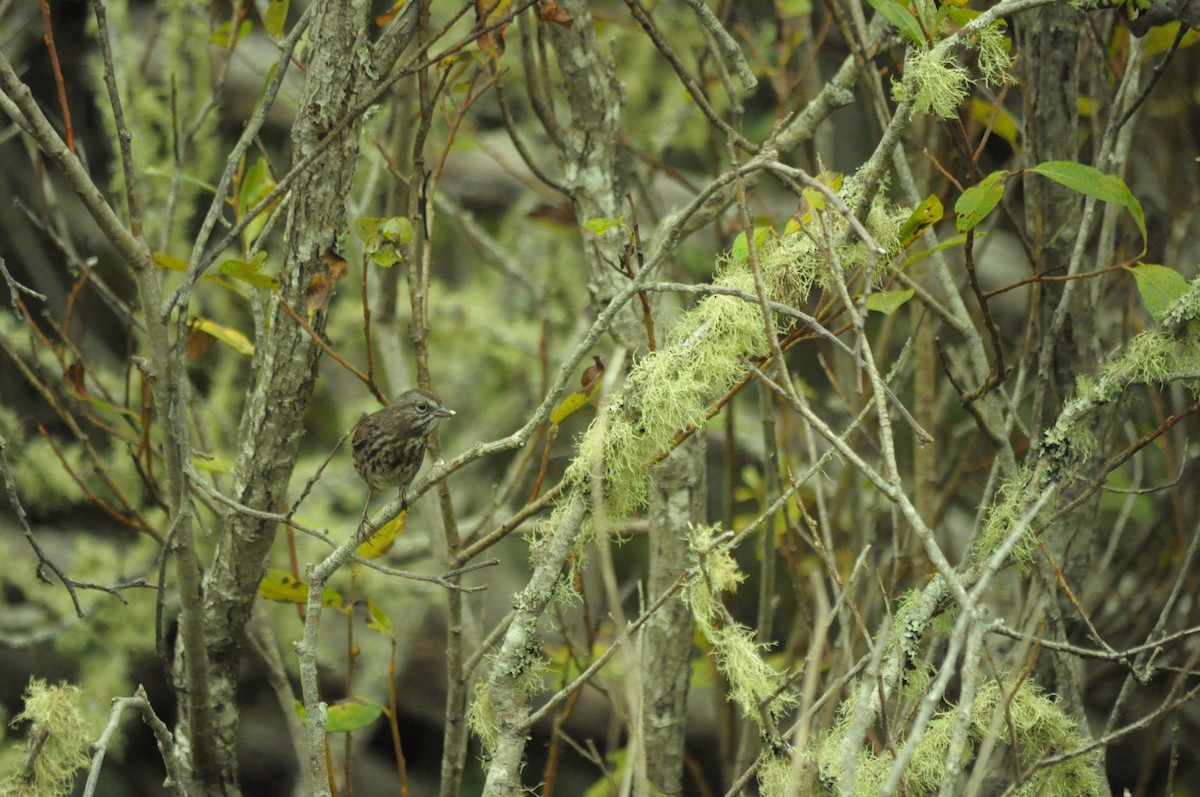 Song Sparrow - ML641514225
