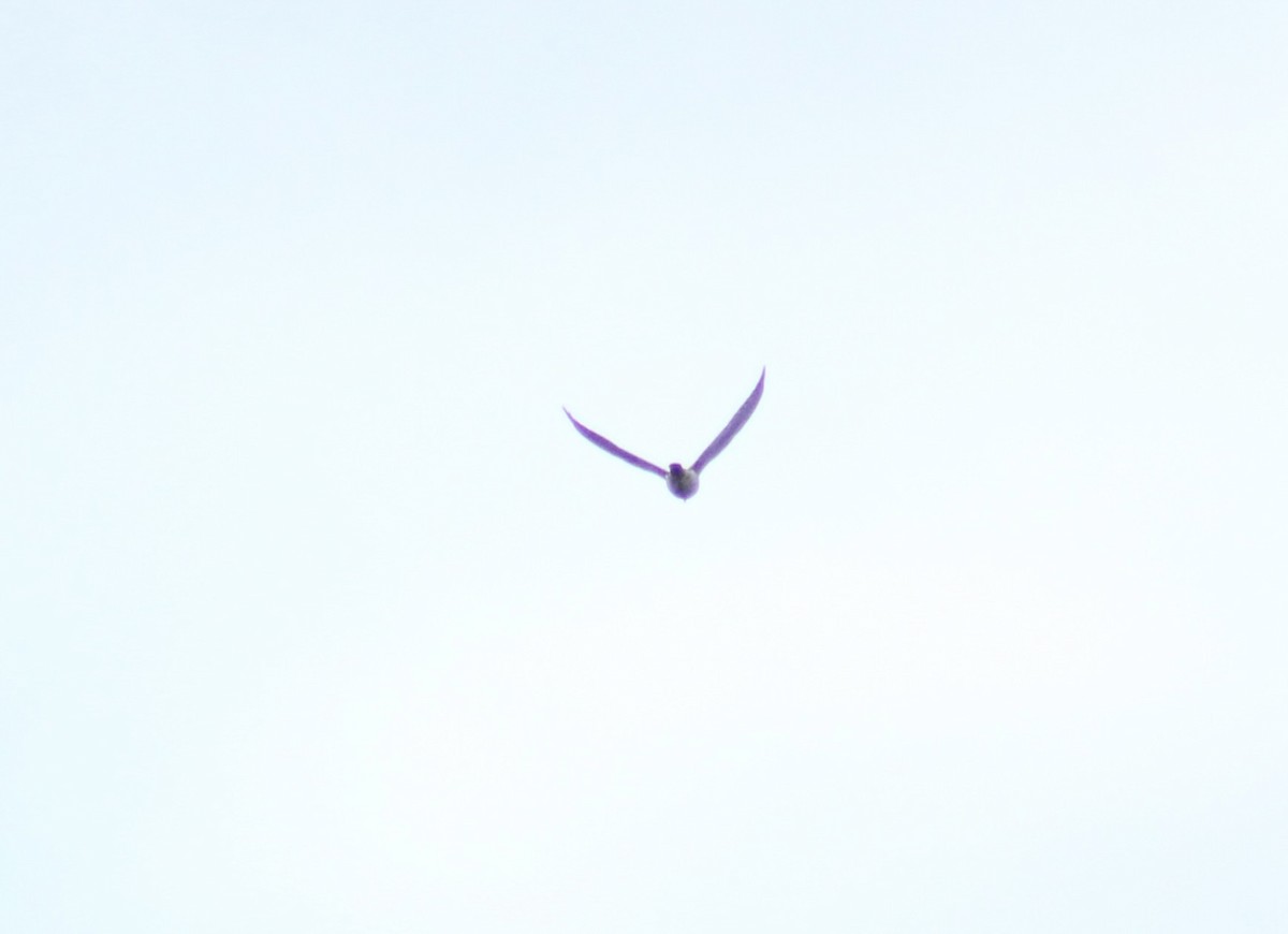 Falco sp. - ML641514237