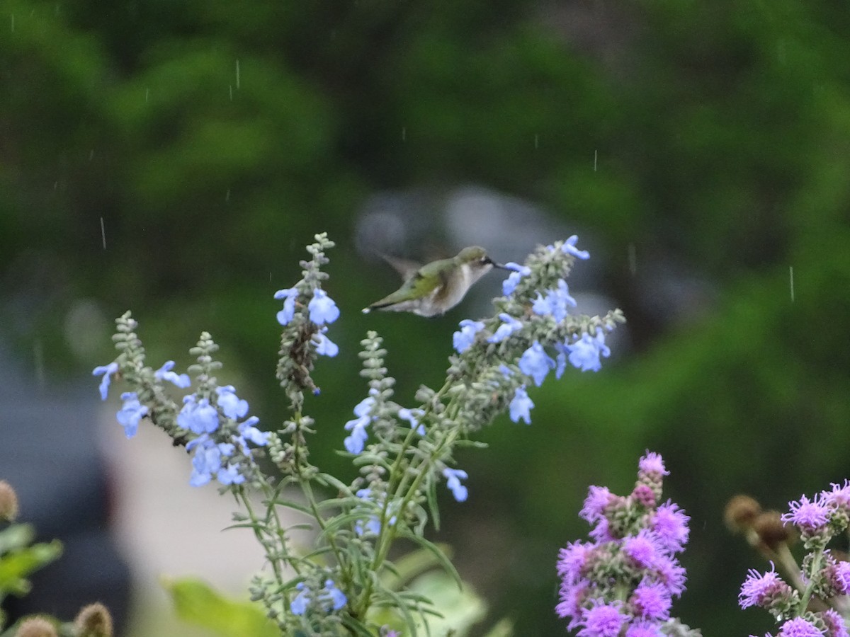 Ruby-throated Hummingbird - ML641514239