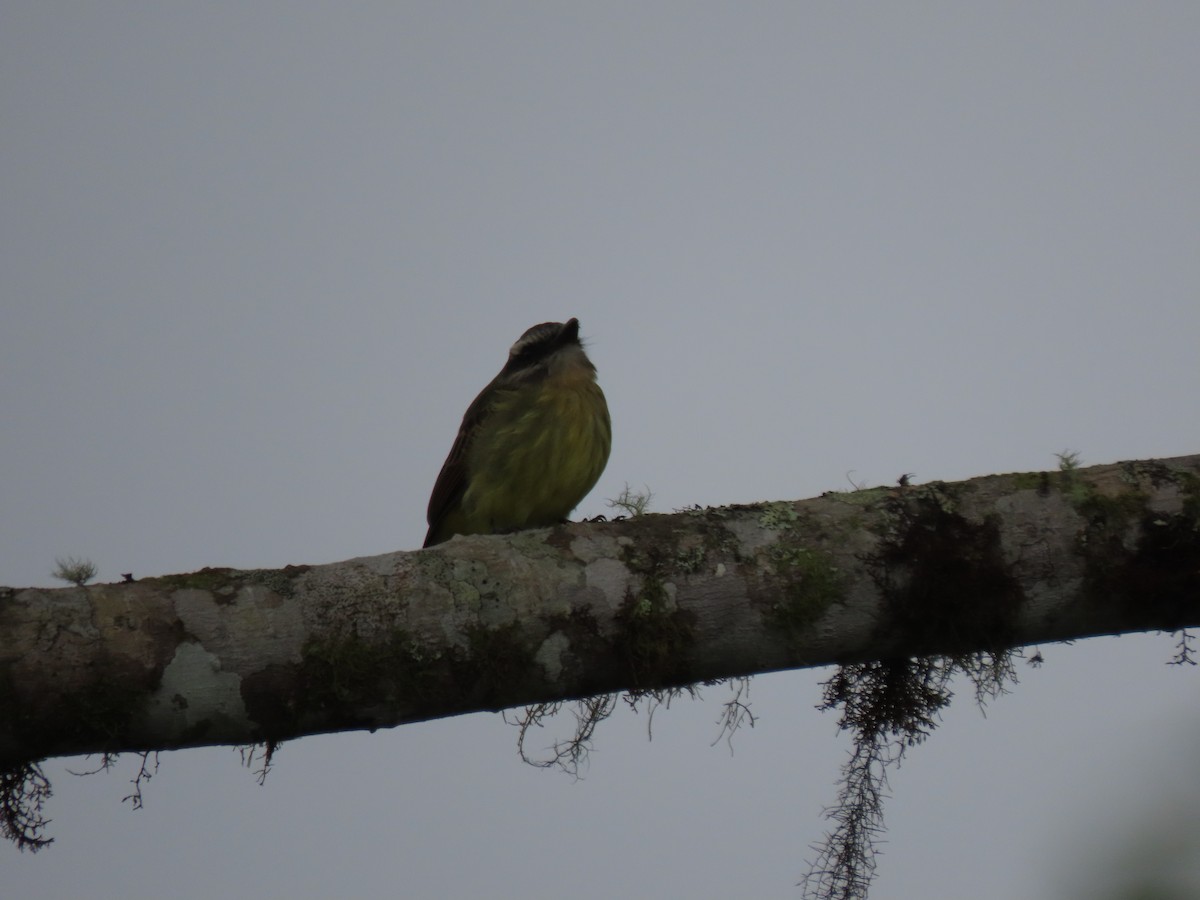 Golden-bellied Flycatcher - ML641514244