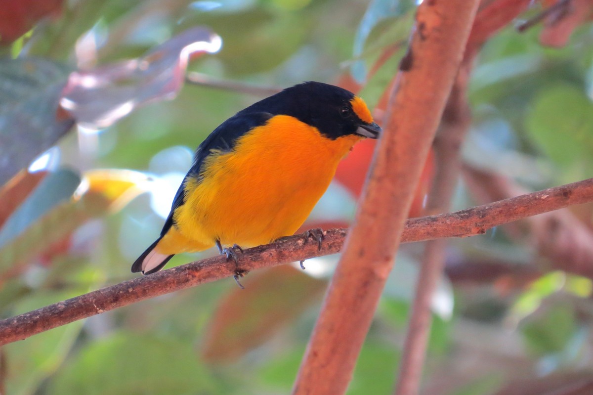 Violaceous Euphonia - ML641514254