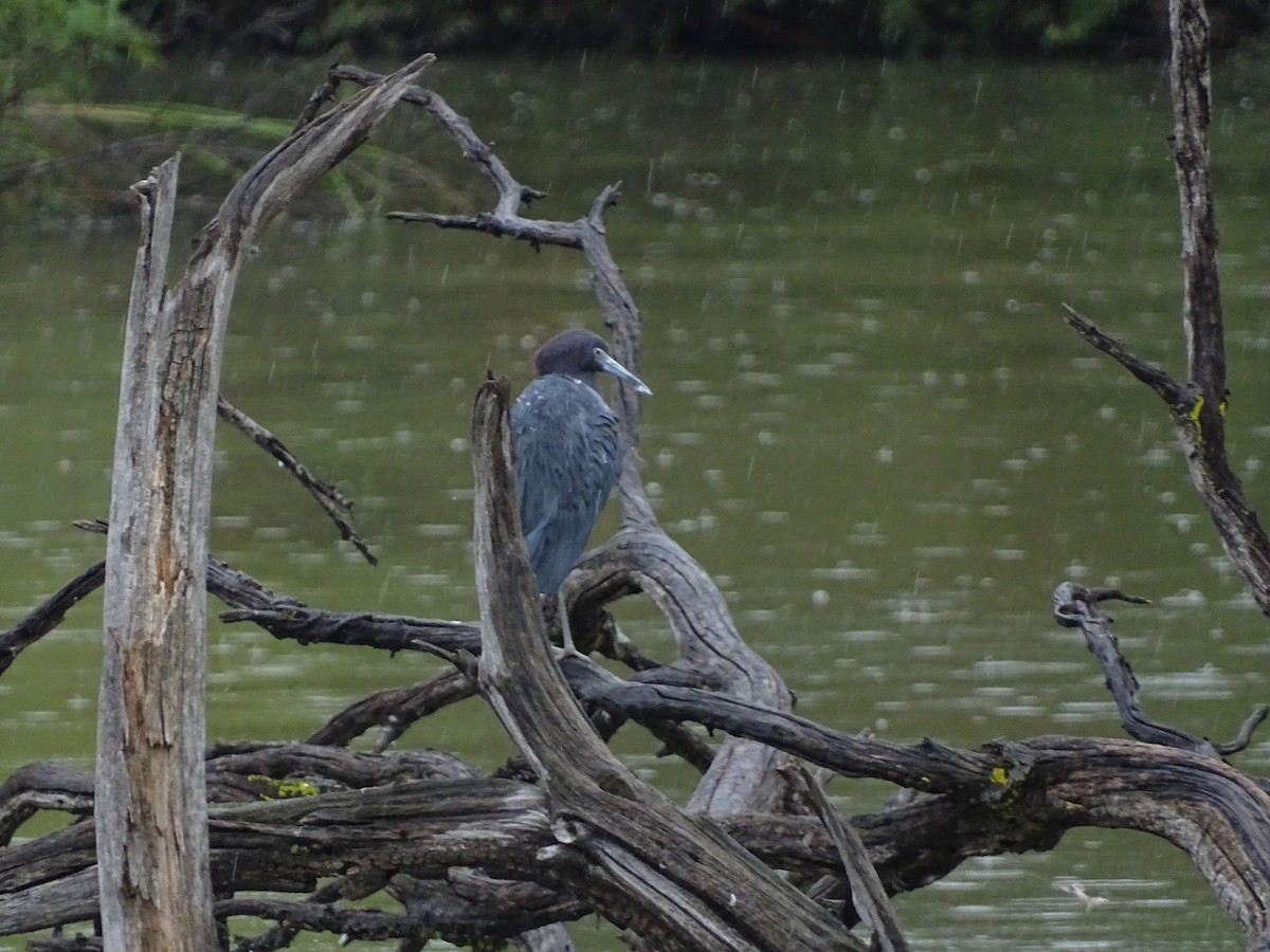 Little Blue Heron - ML641514291