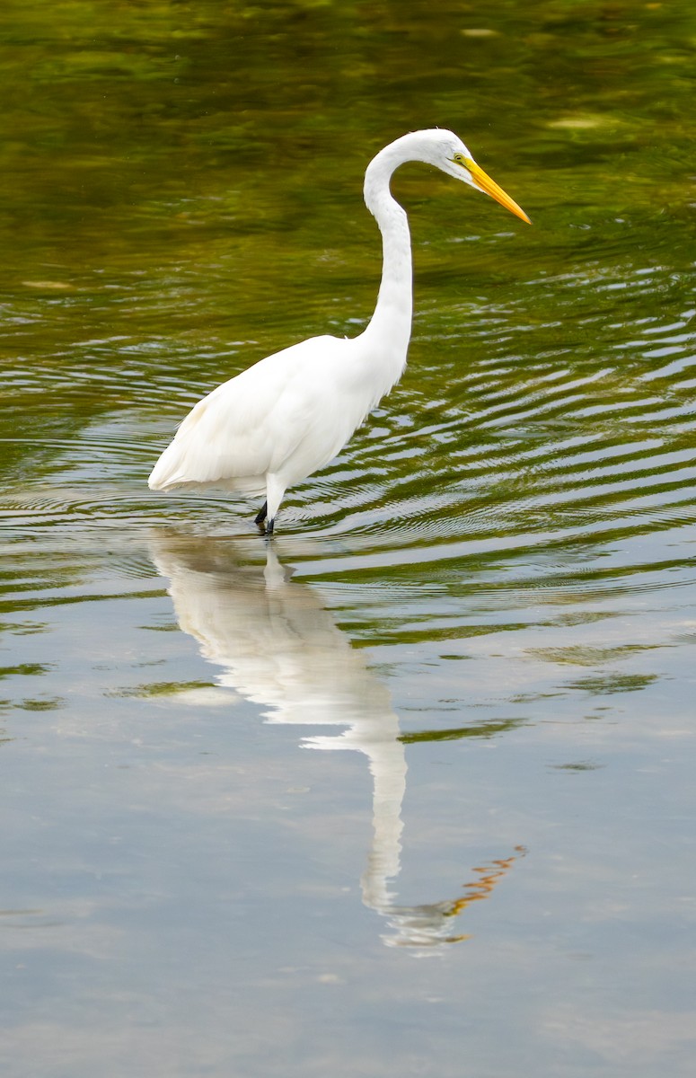 Great Egret - ML641514356