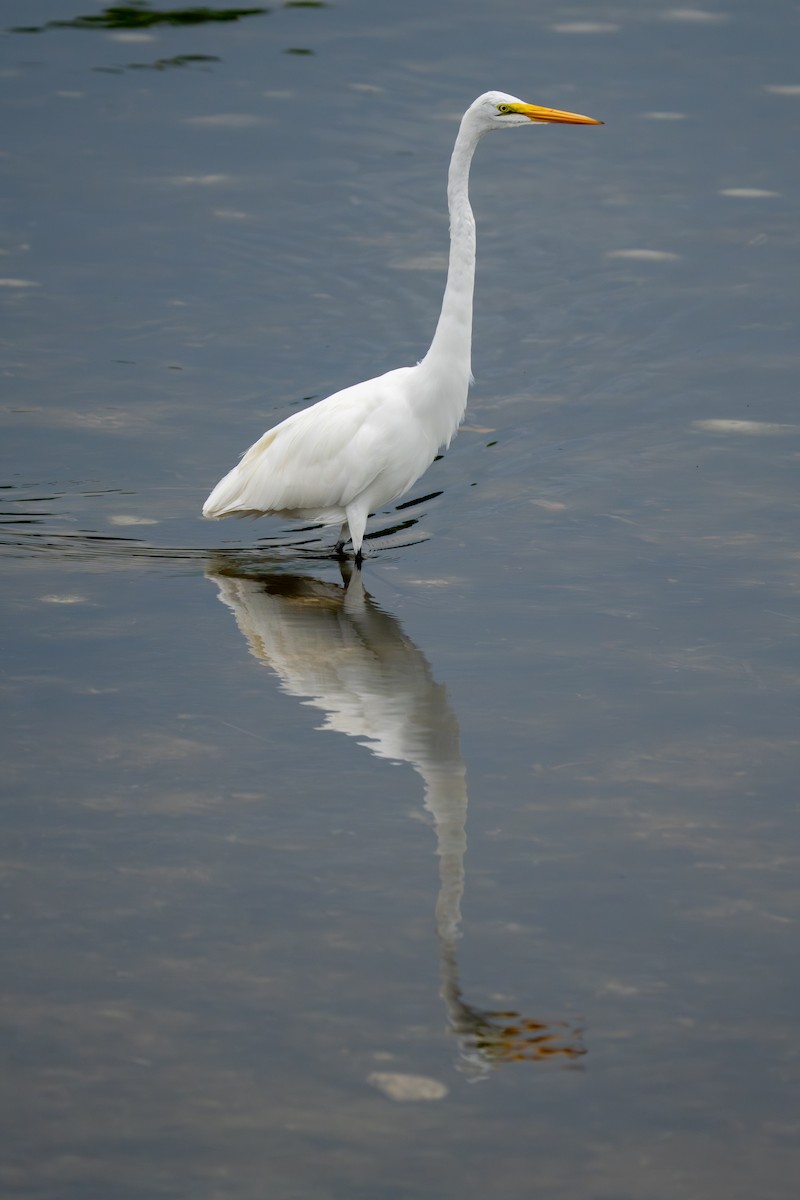 Great Egret - ML641514359