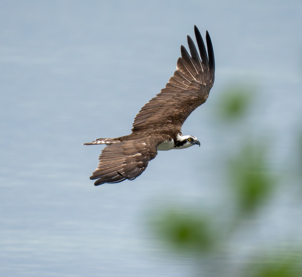 Osprey - ML641514392