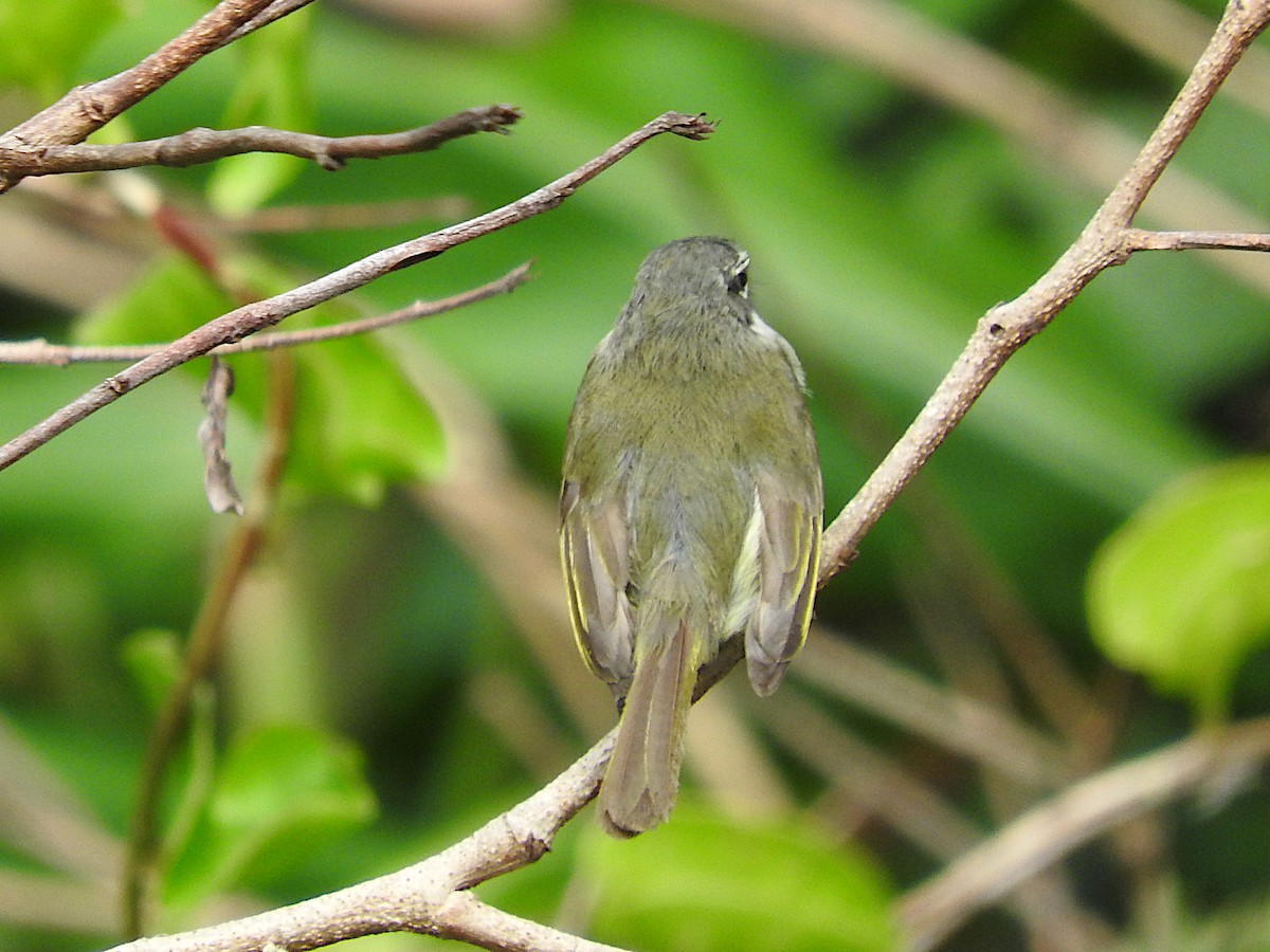 Venezuelan Tyrannulet - ML641514394