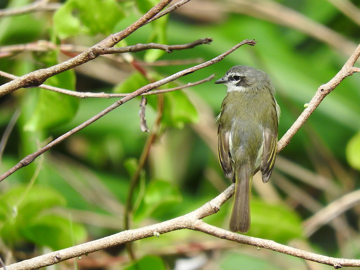 Venezuelan Tyrannulet - ML641514395