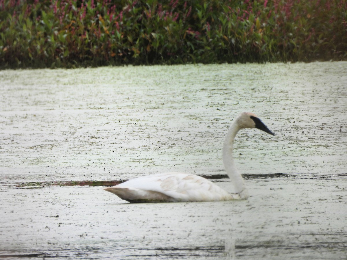 Cisne Trompetero - ML641514402