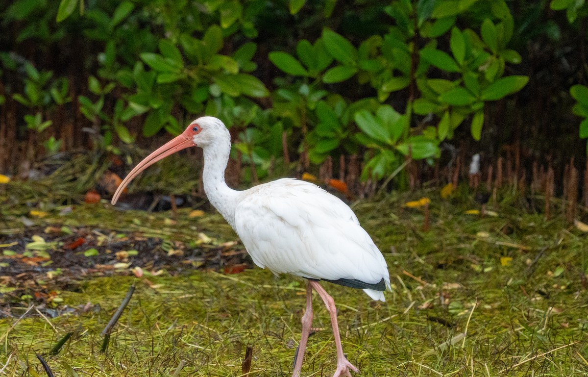 White Ibis - ML641514404