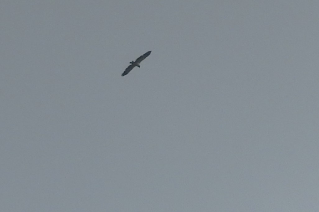 鷹科(中、小型) - ML641514409