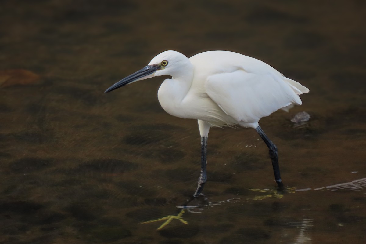volavka stříbřitá - ML641514426
