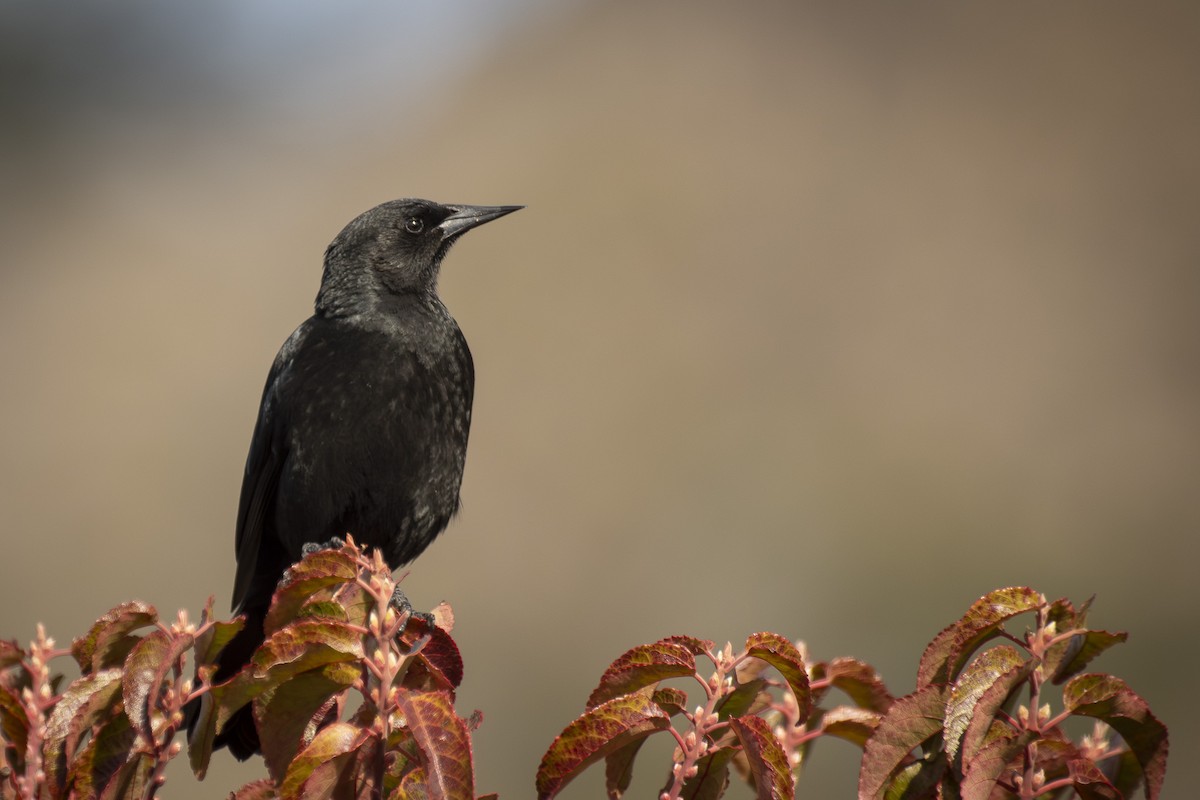 Austral Blackbird - ML641514457