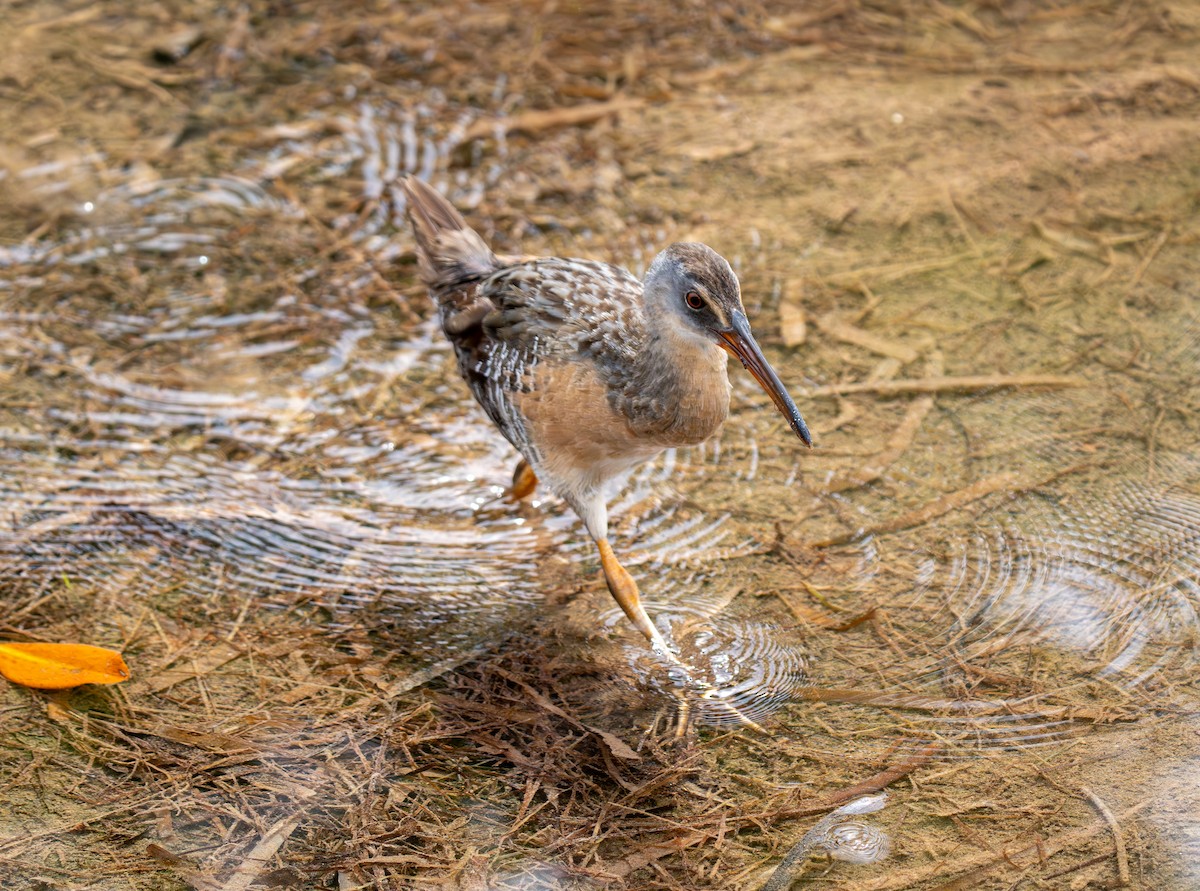 Clapper Rail - Klaus Honscheid