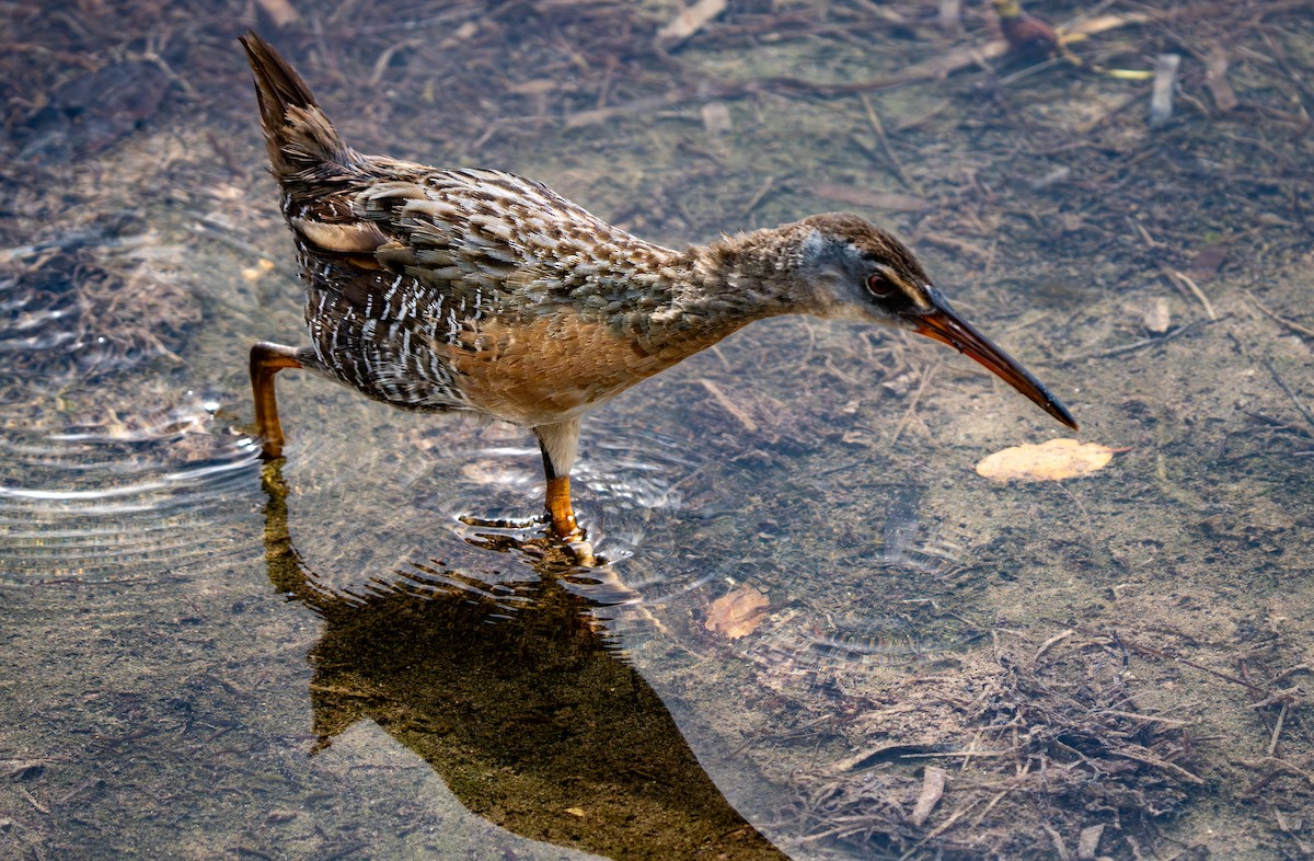 Clapper Rail - ML641514459
