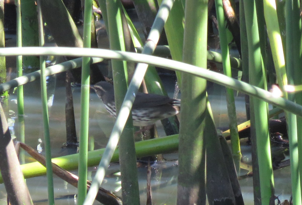 Northern Waterthrush - ML641514530