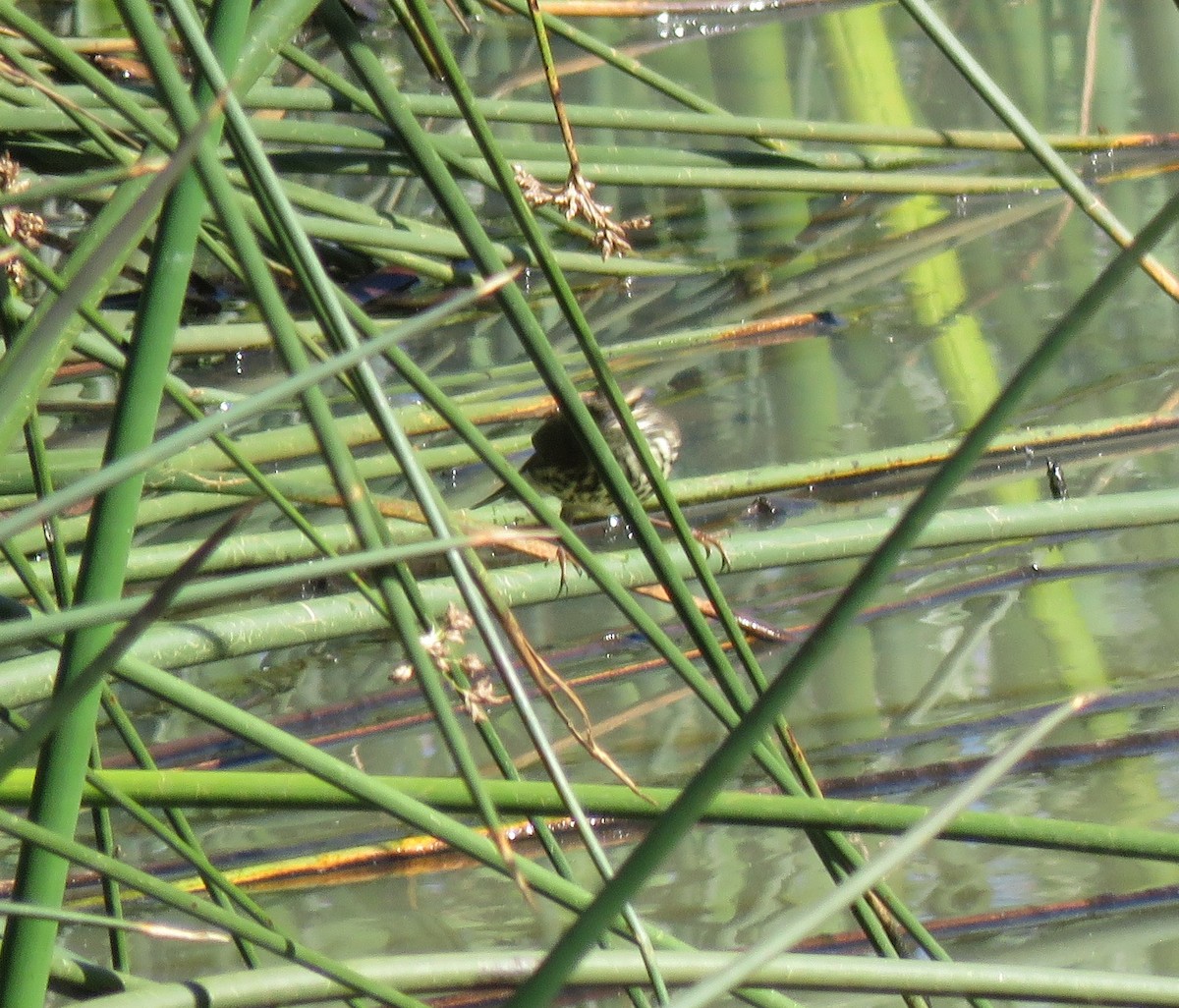 Northern Waterthrush - ML641514531