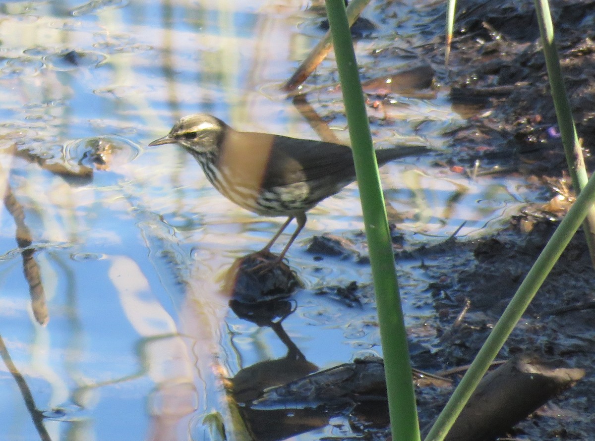 Northern Waterthrush - ML641514532