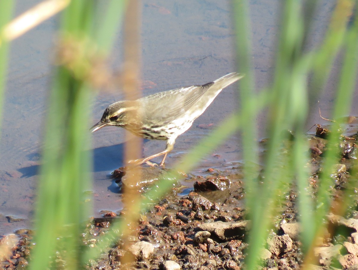 Northern Waterthrush - ML641514533