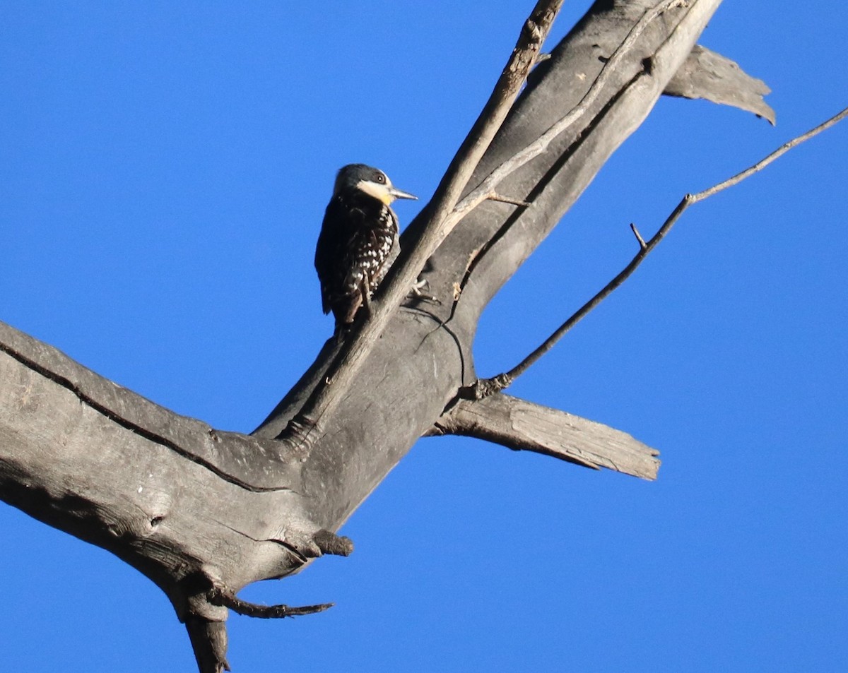 White-fronted Woodpecker - ML641514536