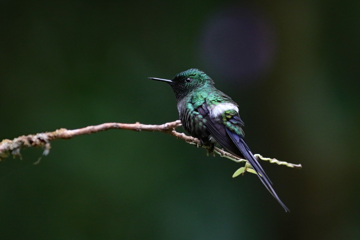 Green Thorntail - ML641514562