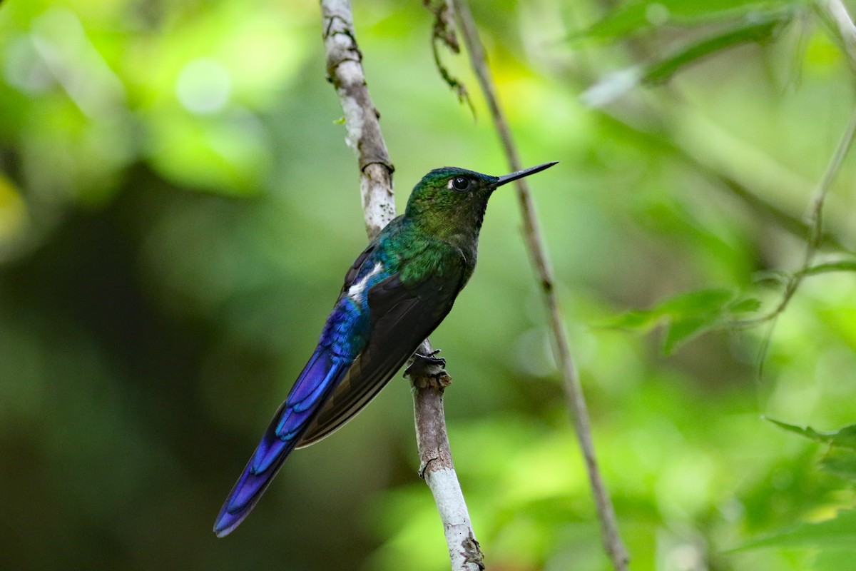 Violet-tailed Sylph - ML641514572