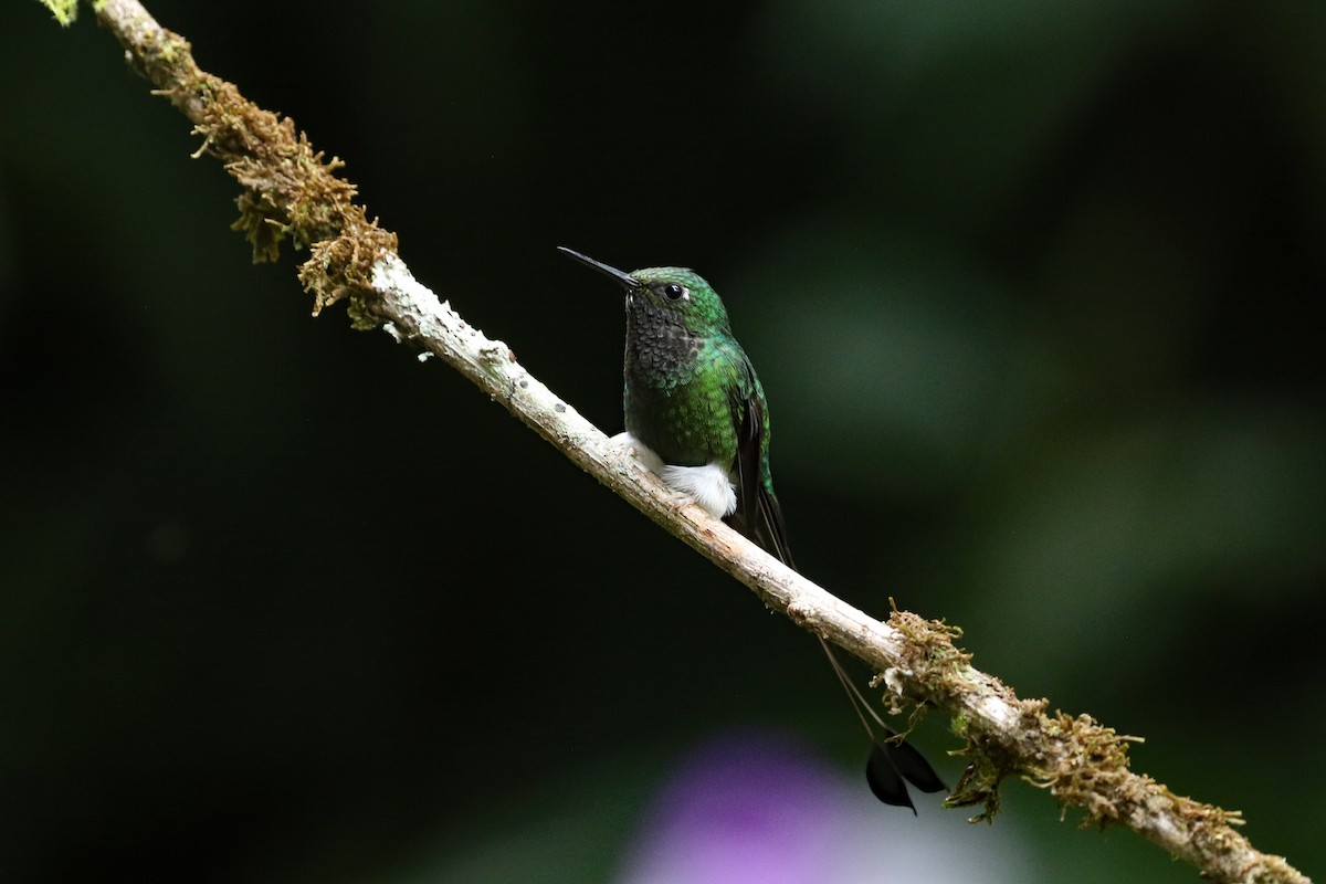 White-booted Racket-tail - ML641514586