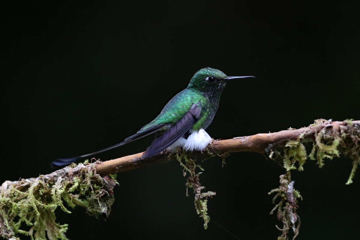 White-booted Racket-tail - ML641514587